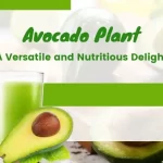 Avocado Plant – A Versatile and Nutritious Delight