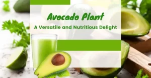 Read more about the article Avocado Plant – A Versatile and Nutritious Delight